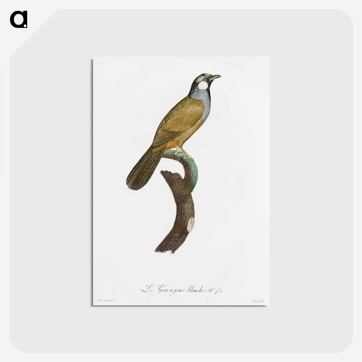 1-56_Des-Oiseaux-de-Paradis_postcard