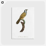 1-56_Des-Oiseaux-de-Paradis_postcard