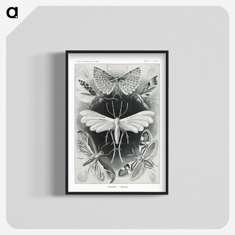 1-56_Ernst-Haeckel_blk-crop