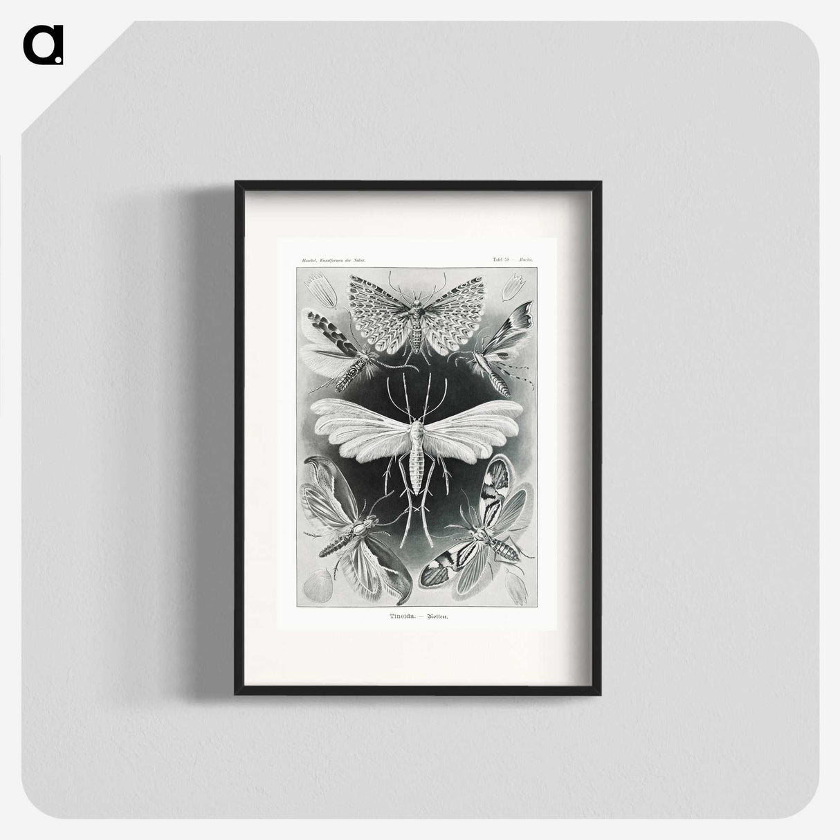 1-56_Ernst-Haeckel_blk