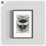 1-56_Ernst-Haeckel_blk