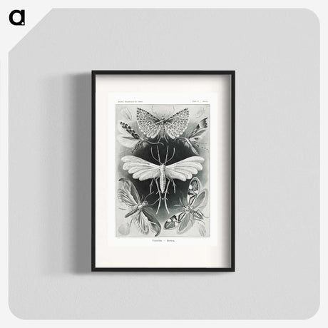 1-56_Ernst-Haeckel_blk