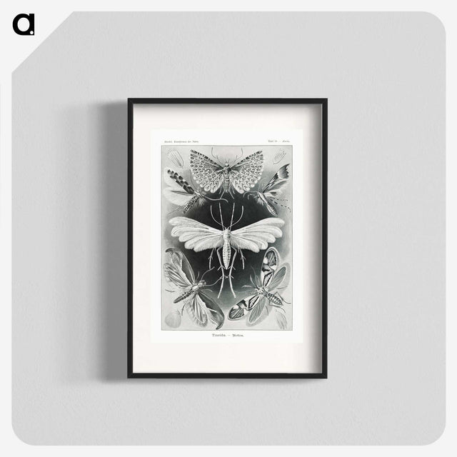 1-56_Ernst-Haeckel_blk