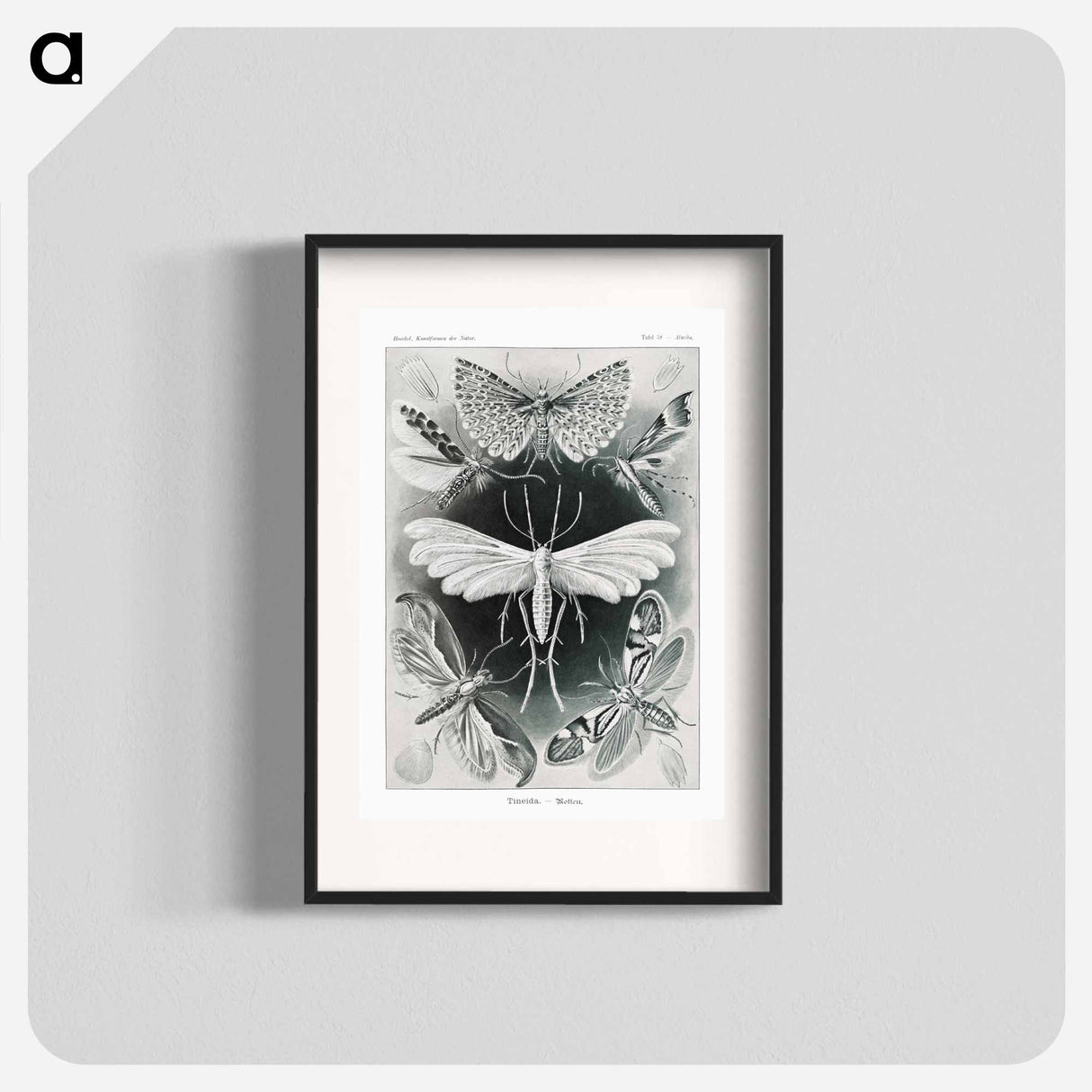 Tineida–Motten from Kunstformen der Natur - エルンスト ヘッケル Poster.