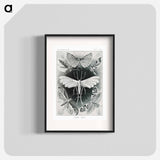Tineida–Motten from Kunstformen der Natur - エルンスト ヘッケル Poster.
