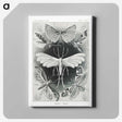 1-56_Ernst-Haeckel_canvas