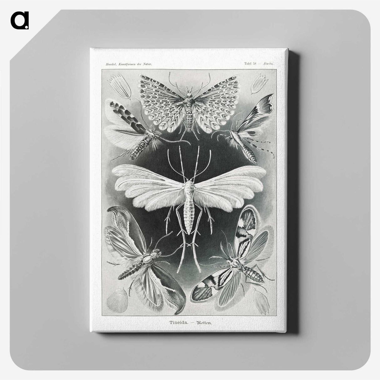 1-56_Ernst-Haeckel_canvas