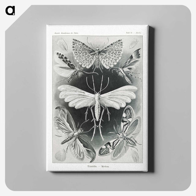 1-56_Ernst-Haeckel_canvas