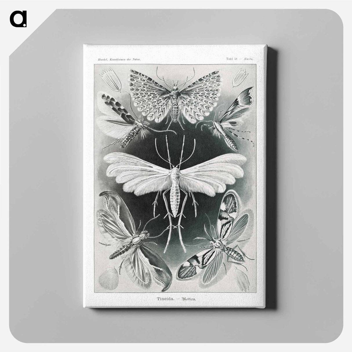Tineida–Motten from Kunstformen der Natur - エルンスト ヘッケル Canvas.