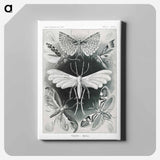Tineida–Motten from Kunstformen der Natur - エルンスト ヘッケル Canvas.