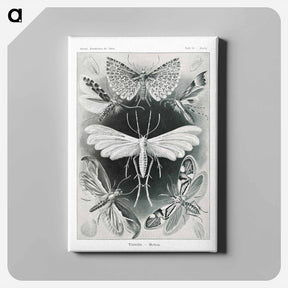 アートパネル-Tineida–Motten from Kunstformen der Natur - エルンスト ヘッケル Canvas.