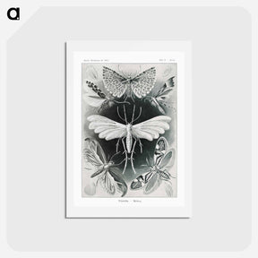 アートポストカード-Tineida–Motten from Kunstformen der Natur - エルンスト ヘッケル Postcard.
