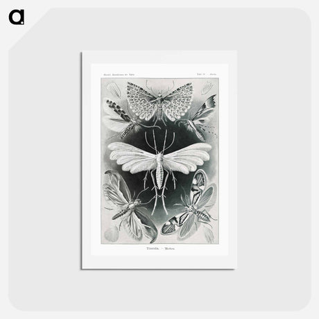 アートポストカード-Tineida–Motten from Kunstformen der Natur - エルンスト ヘッケル Postcard.
