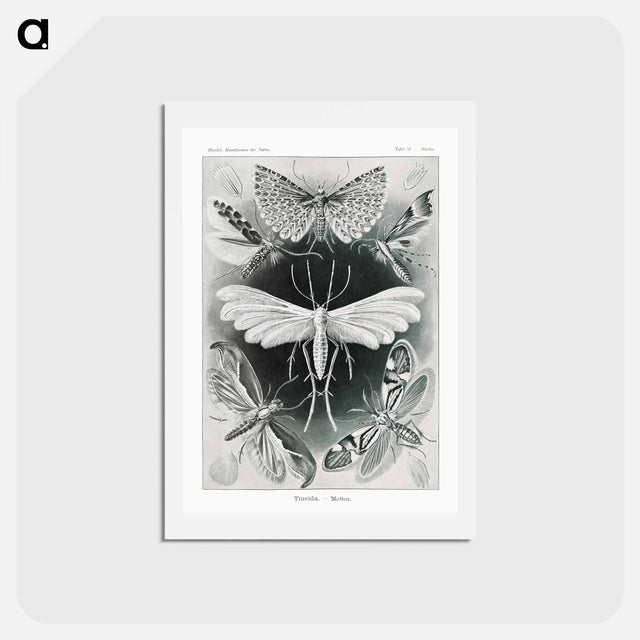 アートポストカード-Tineida–Motten from Kunstformen der Natur - エルンスト ヘッケル Postcard.