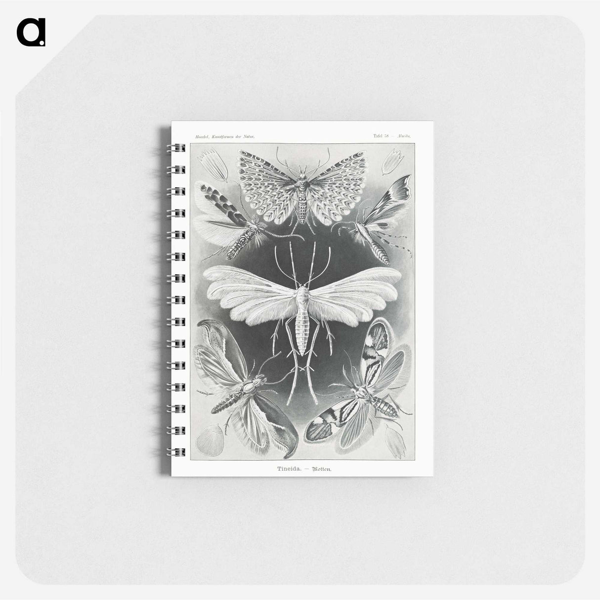 1-56_Ernst-Haeckel_memo