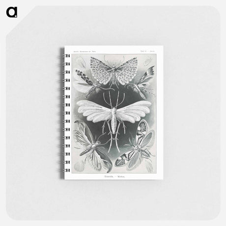 アートメモ帳-Tineida–Motten from Kunstformen der Natur - エルンスト ヘッケル Memo.