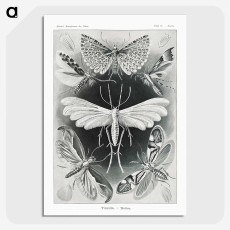 1-56_Ernst-Haeckel_picture-crop