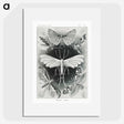 1-56_Ernst-Haeckel_picture