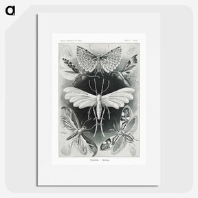 1-56_Ernst-Haeckel_picture