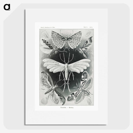 1-56_Ernst-Haeckel_picture