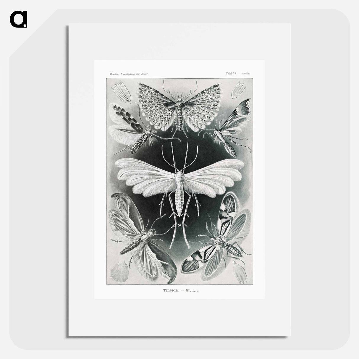 Tineida–Motten from Kunstformen der Natur - エルンスト ヘッケル Poster.
