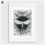 Tineida–Motten from Kunstformen der Natur - エルンスト ヘッケル Poster.
