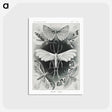 1-56_Ernst-Haeckel_postcard