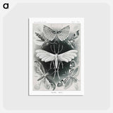 アートポストカード-Tineida–Motten from Kunstformen der Natur - エルンスト ヘッケル Postcard.