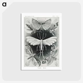 1-56_Ernst-Haeckel_postcard
