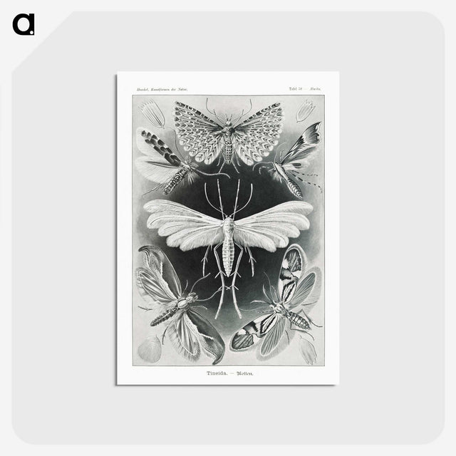 1-56_Ernst-Haeckel_postcard
