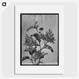 1-56_Frederick-Charles-Brockett_picture