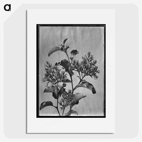1-56_Frederick-Charles-Brockett_picture