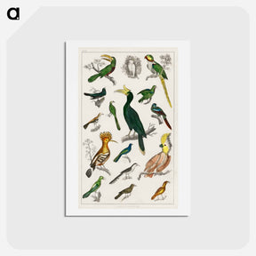 アートポストカード-Birds from Animated Nature
 - ゴールドスミスの生き生きとした自然 Postcard.