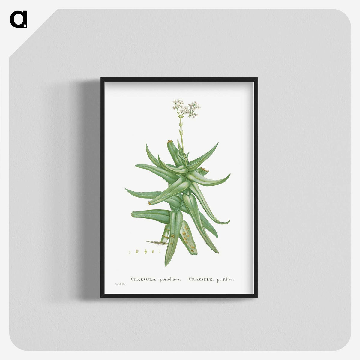 1-56_Histoire-des-Plantes-Grasses_blk-crop
