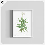 1-56_Histoire-des-Plantes-Grasses_blk-crop