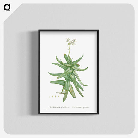 1-56_Histoire-des-Plantes-Grasses_blk-crop