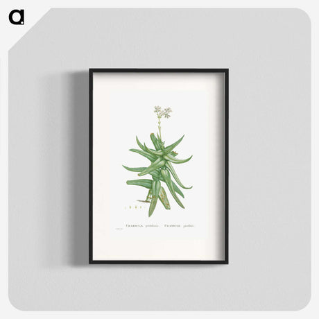 1-56_Histoire-des-Plantes-Grasses_blk