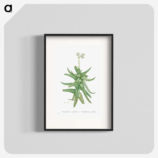 1-56_Histoire-des-Plantes-Grasses_blk