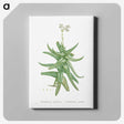 1-56_Histoire-des-Plantes-Grasses_canvas