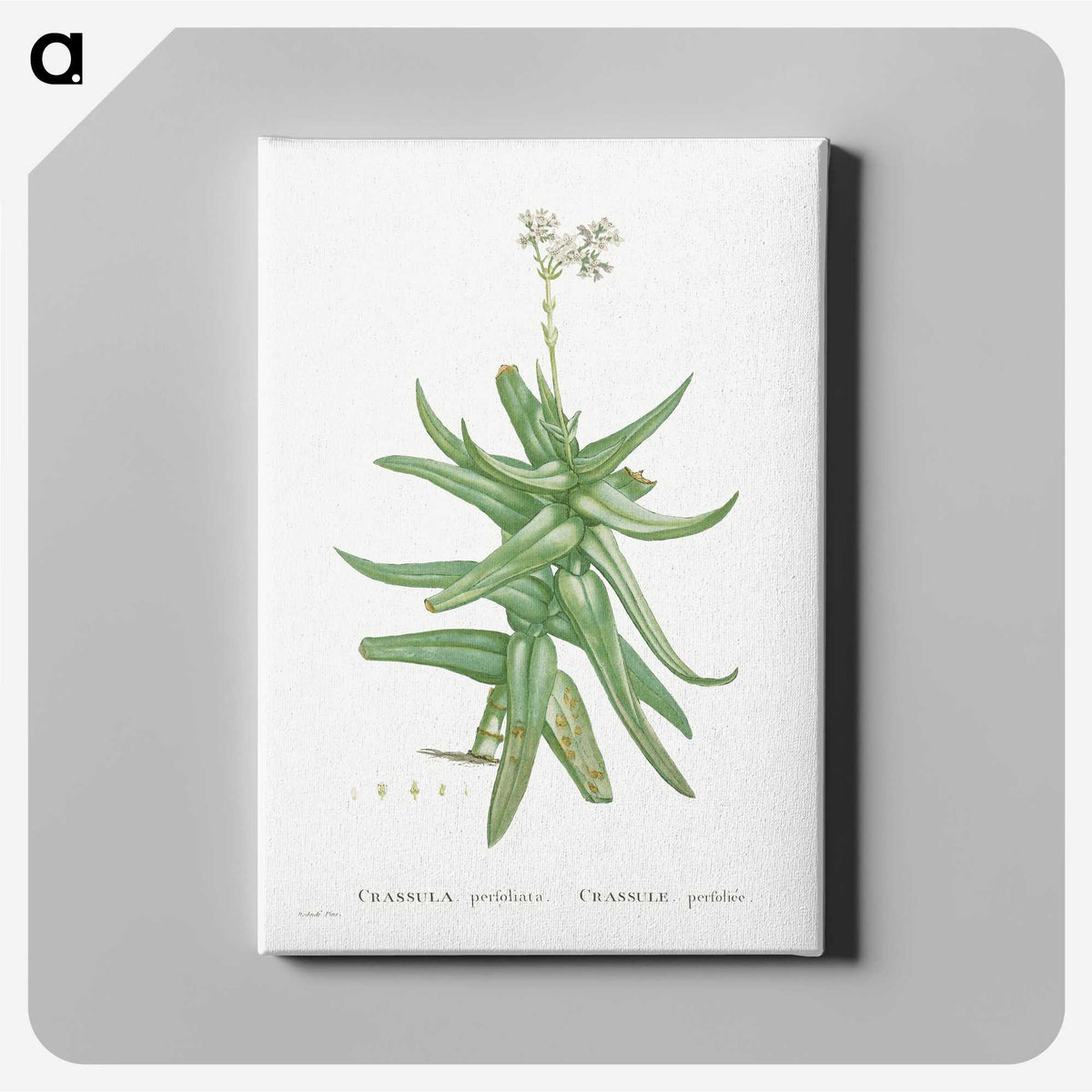 1-56_Histoire-des-Plantes-Grasses_canvas