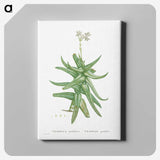 1-56_Histoire-des-Plantes-Grasses_canvas