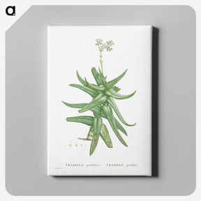 1-56_Histoire-des-Plantes-Grasses_canvas
