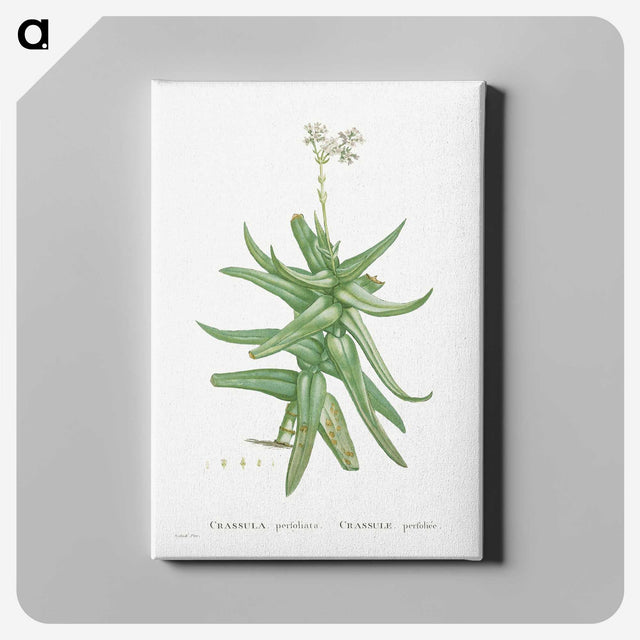 1-56_Histoire-des-Plantes-Grasses_canvas