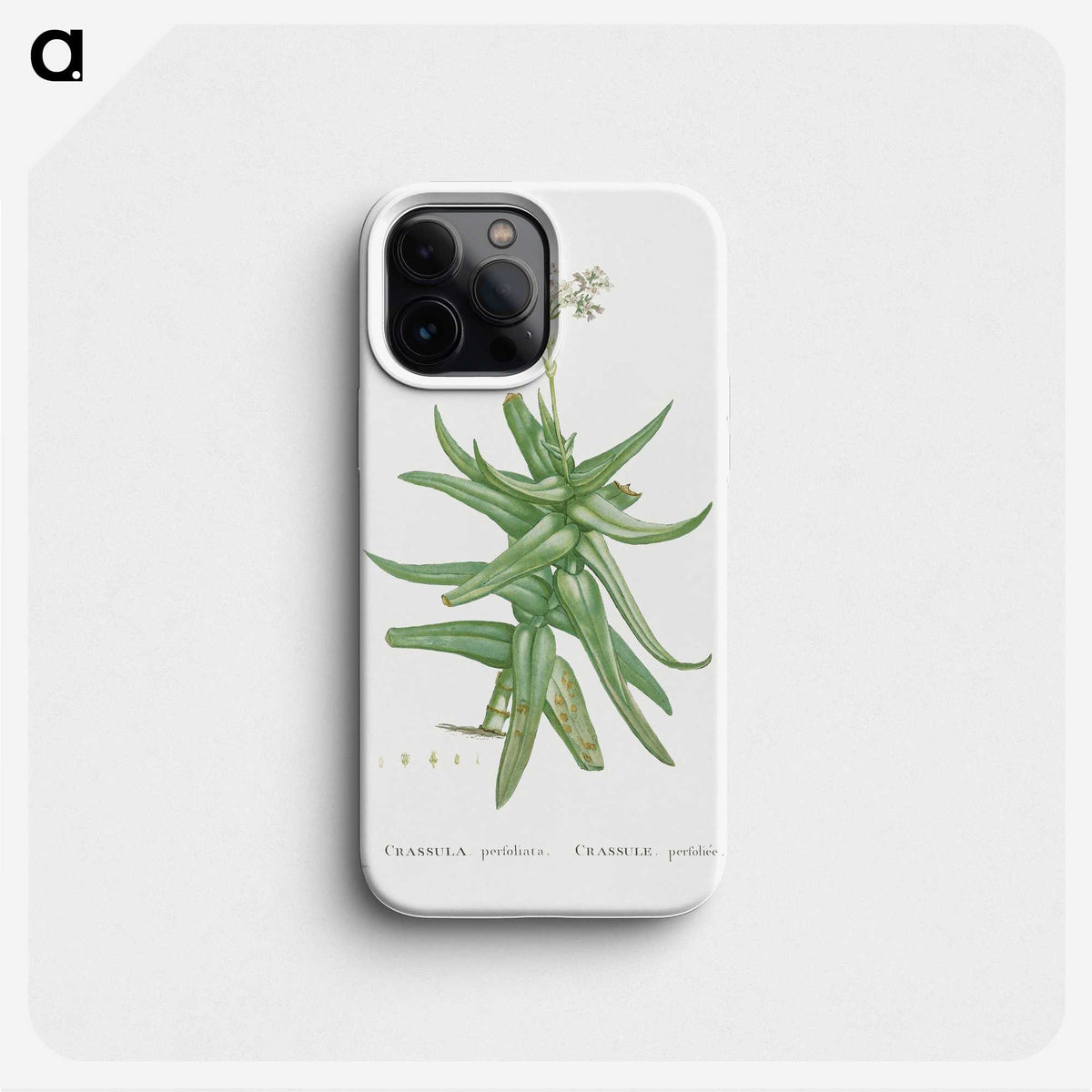 1-56_Histoire-des-Plantes-Grasses_phone