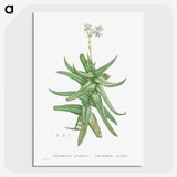 1-56_Histoire-des-Plantes-Grasses_picture-crop