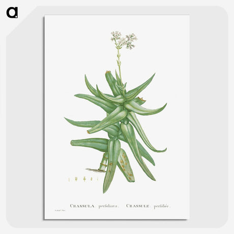 1-56_Histoire-des-Plantes-Grasses_picture-crop