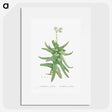 1-56_Histoire-des-Plantes-Grasses_picture