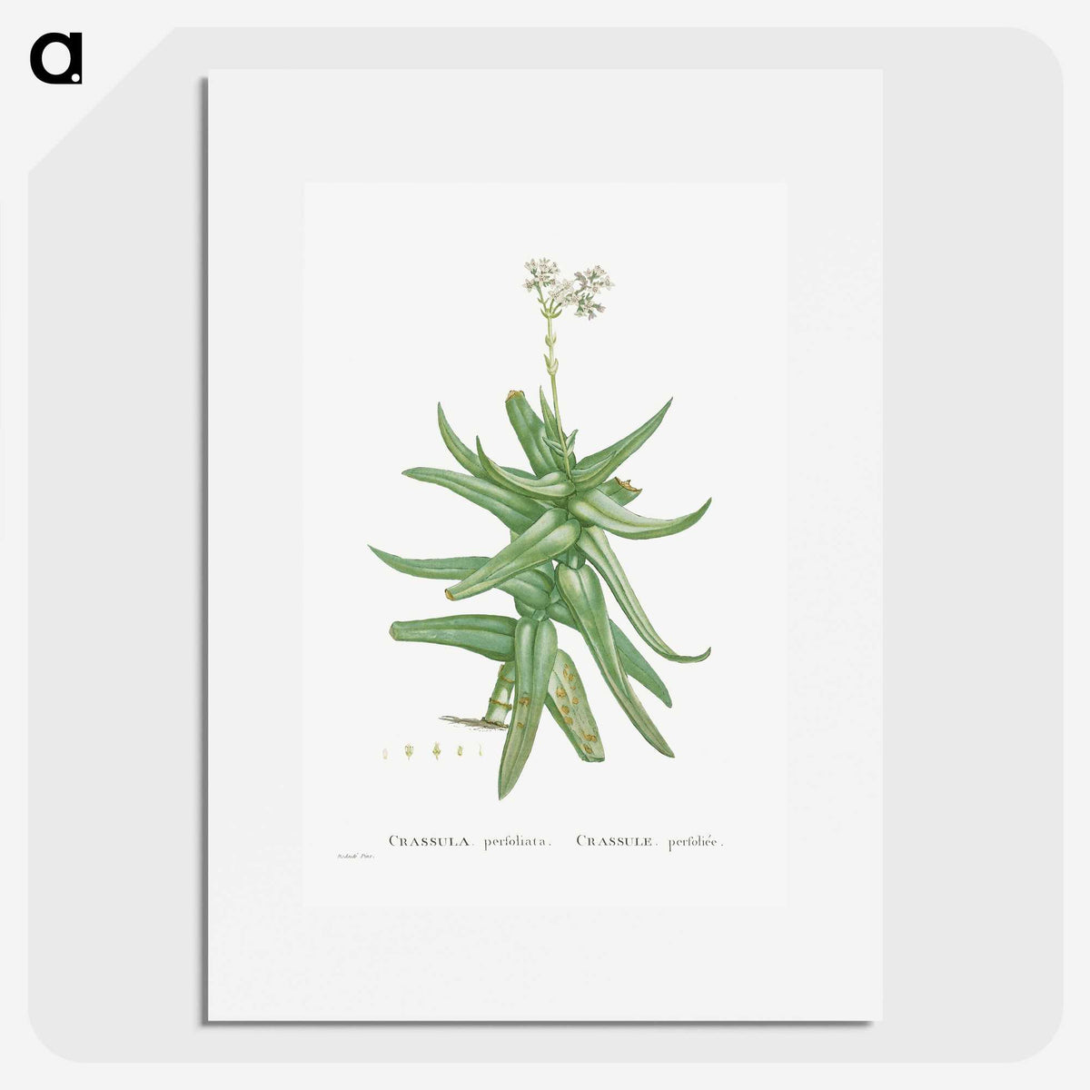1-56_Histoire-des-Plantes-Grasses_picture