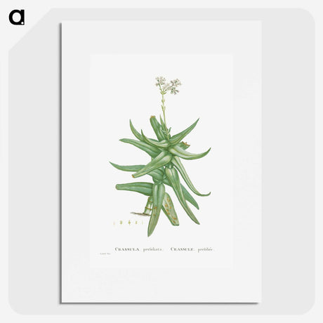 1-56_Histoire-des-Plantes-Grasses_picture