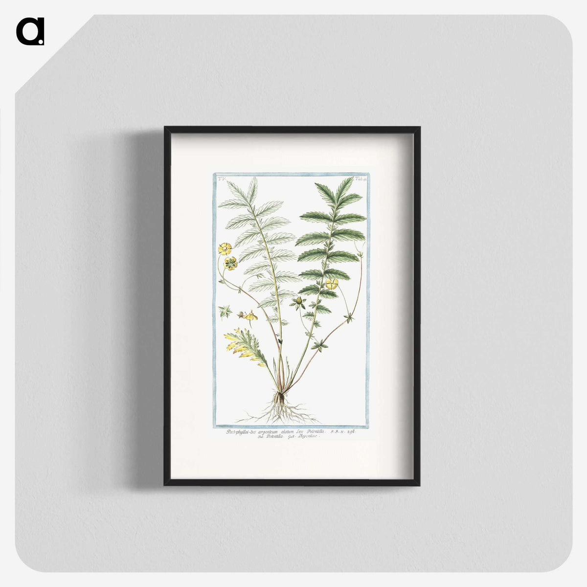 1-56_Hortus-Romanus-Botanical-Plates_blk